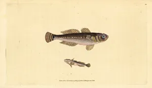 Niger Gallery: Black goby, Gobius niger