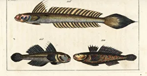 Niger Gallery: Black goby and highfin goby