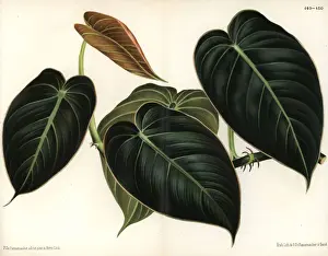 Pannemaeker Prints: Black gold philodendron, Philodendron melanochrysum