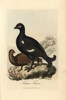 Howitt Prints: Black grouse or blackgame bird, Tetrao tetrix