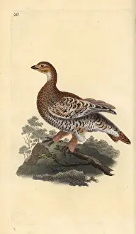 London Prints: Black grouse or blackgame, Tetrao tetrix