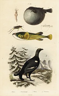 Black grouse, pufferfish and groundhopper