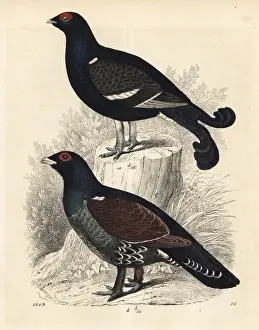 black-grouse-western-
