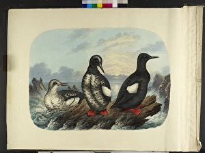 Images Dated 14th July 2010: The black guillemot, in three stages of plumage Cepphus gryl