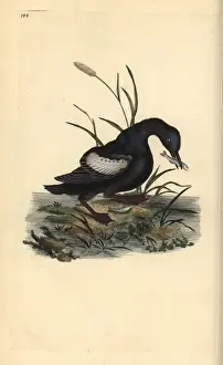 Black guillemot or tystie, Cepphus grylle
