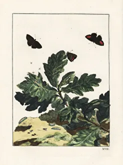 Accurate Gallery: Black hairstreak, Satyrium pruni, on oak leaves