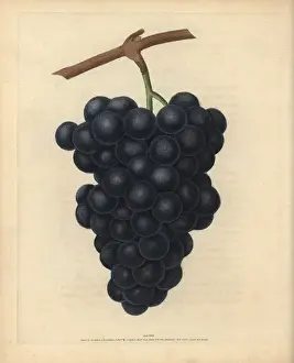 Grape Prints: Black Hamburgh grapes, Vitis vinifera