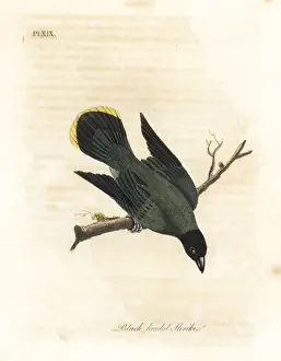 Shrike Prints: Black-headed bulbul, Pycnonotus atriceps