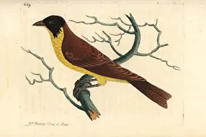 Emberiza Prints: Black-headed bunting, Emberiza melanocephala