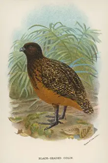 Black-Headed Colin