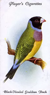Finch Collection: Black-Headed Gouldian Finch