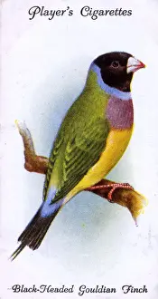 Finches Prints: Black-Headed Gouldian Finch