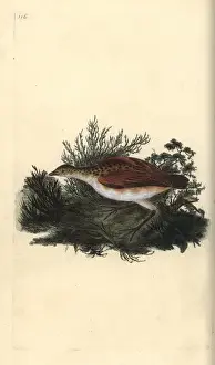 Nearthreatened Prints: Black-headed gull, Chroicocephalus ridibundus
