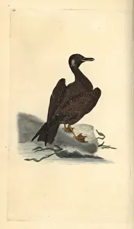 Black-headed gull, Chroicocephalus ridibundus