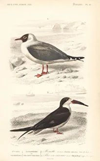 Niger Gallery: Black-headed gull, Chroicocephalus ridibundus