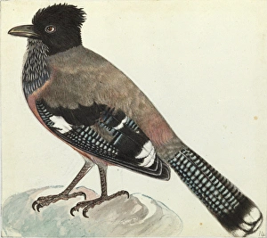 Images Dated 6th August 2013: Black-headed Jay, Garrulus lanceolatus