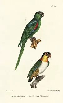 Oeuvres Collection: Black-headed parrot and white-eyed conure