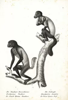 Brodtmann Collection: Black-headed uakari and brown-backed bearded saki