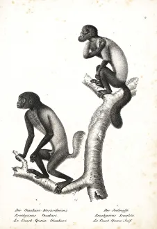 Brachyurus Collection: Black-headed uakari and brown-backed bearded saki