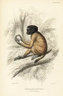 Jardines Prints: Black-headed uakari, Cacajao melanocephalus