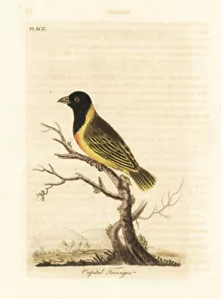 Latham Collection: Black-headed yellow-collared weaver, Ploceus