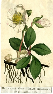Niger Gallery: Black Hellebore or Christmas Rose