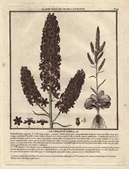 Nigrum Collection: Black hellebore, medicinal and poisonous plant