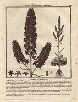 Bulliard Prints: Black hellebore, medicinal and poisonous plant