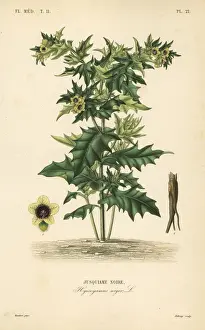 Black henbane, Hyoscyamus niger