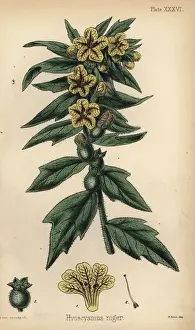 Black henbane or stinking nightshade, Hyoscyamus niger