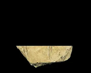 Valencian Prints: Black hind. Upper Paleolithic. Solutrean. SPAIN