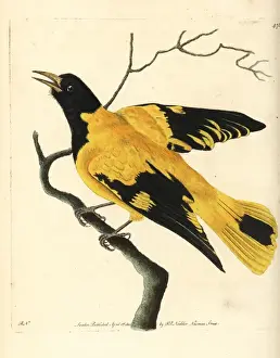 Black-hooded oriole, Oriolus xanthornus