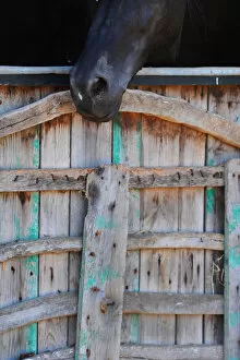 Washed Gallery: Black horse, Menorca, Spain