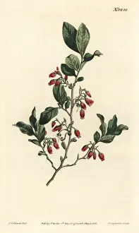 Baccata Prints: Black huckleberry, Gaylussacia baccata