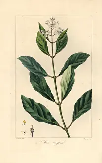 Botanicalillustration Prints: Black ironwood or olive tree, Olea capensis