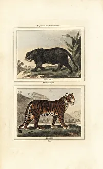 Endangered Prints: Black jaguar and endangered Bengal tiger