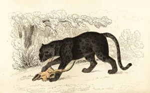 Alexander Forbes Prints: Black jaguar, Fanthera pardus