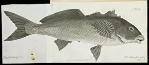 Neill Gallery: Black jewfish