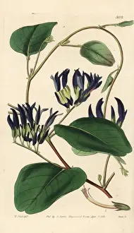 Black kennedia, Kennedia nigricans