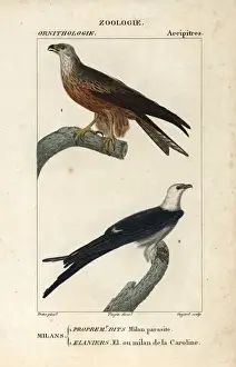 Kite Prints: Black kite, Milvus migrans, and swallow-tailed