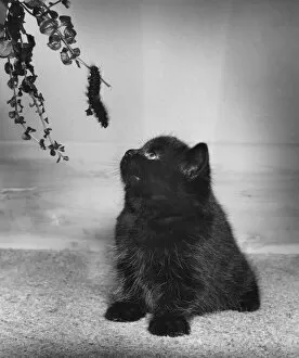 Black kitten looking up at a caterpillar on a branch