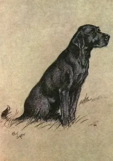 Retriever Prints: Black Labrador dog