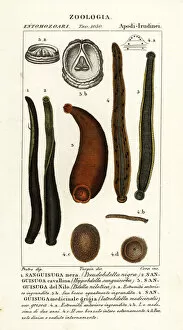 Dizionario Collection: Black leech, horse leech, etc