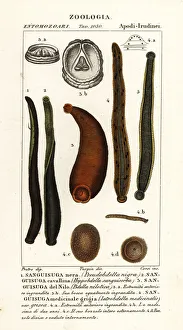 Francois Prints: Black leech, horse leech, etc