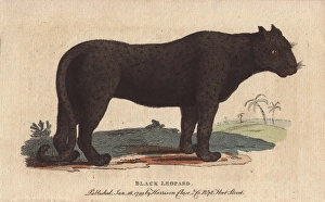 Black leopard or black jaguar, Panthera pardus Black leopard or black jaguar, Panthera pardus
