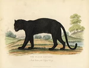 Images Dated 28th January 2019: The Black Leopard, Panthera pardus