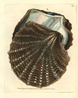 Black-lip pearl oyster, Pinctada margaritifera