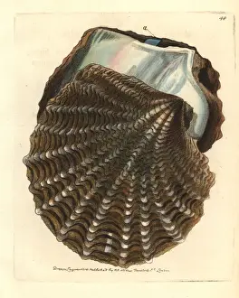 Polydore Prints: Black-lip pearl oyster, Pinctada margaritifera