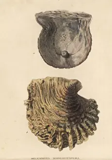 Black lip pearl shell, Pinctada margaritifera