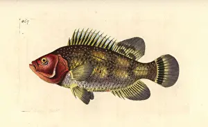 Spare Prints: Black margate, Anisotremus surinamensis